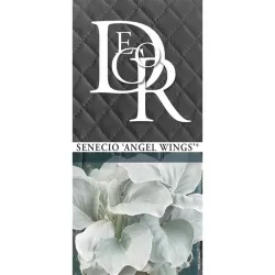 Senecio candidans Angel Wings