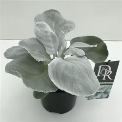 Senecio candidans Angel Wings