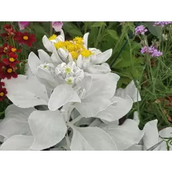 Senecio candidans Angel Wings