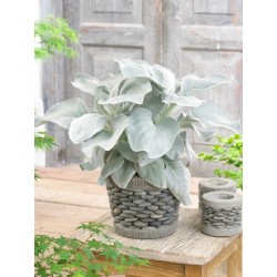 Pilkšvalapė žilė - Senecio candidans Angel Wings