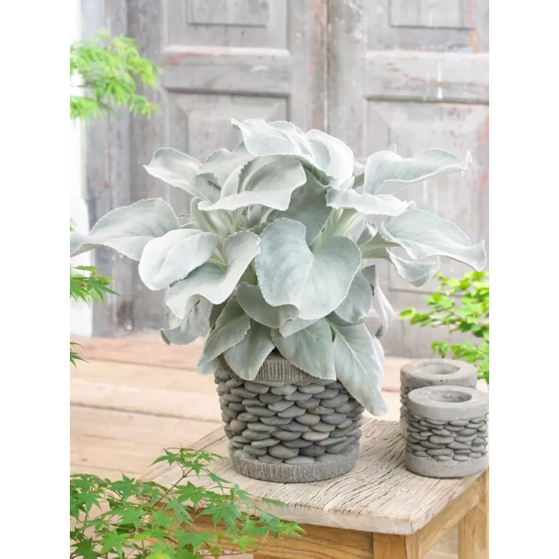 Senecio candidans Angel Wings