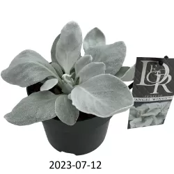 Senecio candidans Angel Wings