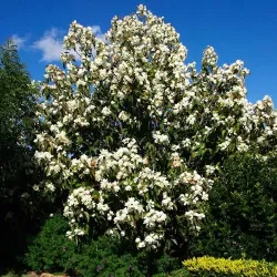 Stambiažiedė magnolija - Magnolia grandiflora