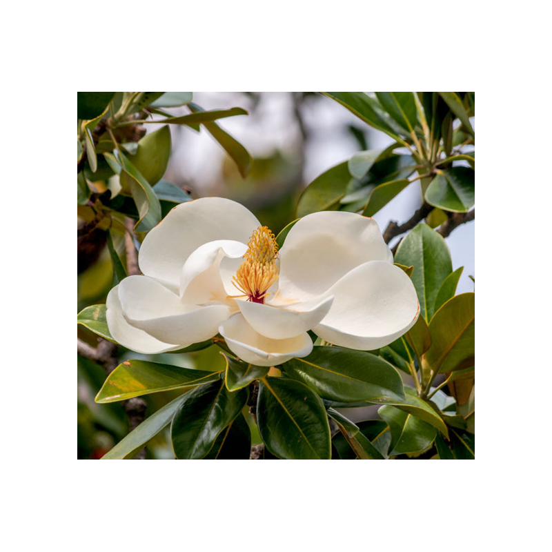 Stambiažiedė magnolija - Magnolia grandiflora