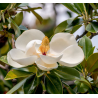 Stambiažiedė magnolija - Magnolia grandiflora