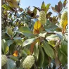 Stambiažiedė magnolija - Magnolia grandiflora