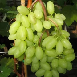 Grape Vine - Vitis vinifera TONIA HOBREVT