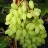 Grape Vine - Vitis vinifera TONIA HOBREVT
