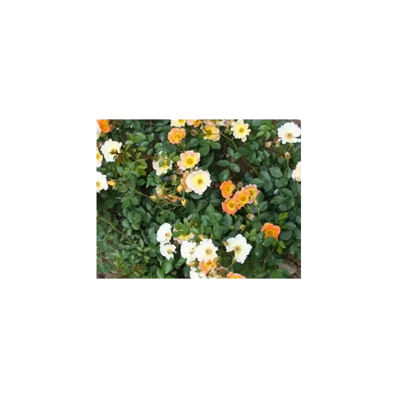 Rožė - Rosa EUPHORIA