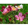Rosa chinensis var mutabilis
