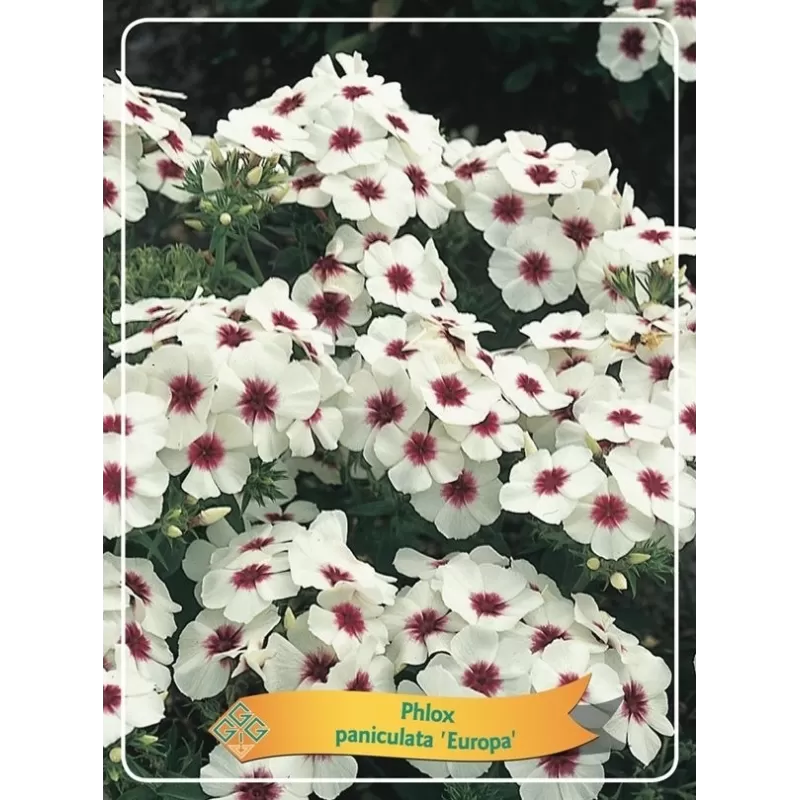 Šluotelinis flioksas - Phlox paniculata EUROPA