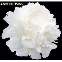 Bijūnas (žolinis) - Paeonia lactiflora ANN COUSINS