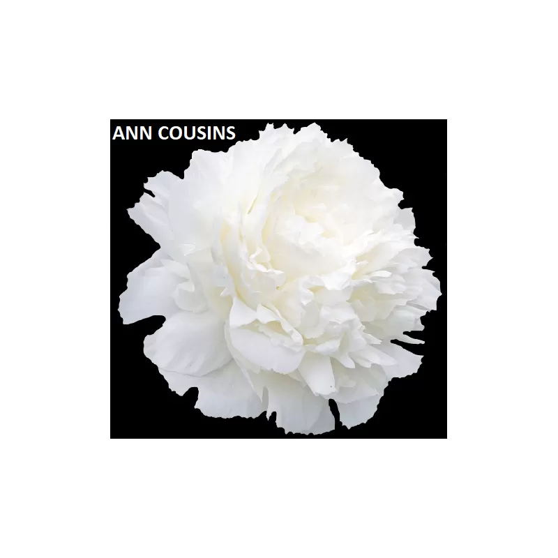 Paeonia lactiflora ANN COUSINS