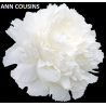 Bijūnas (žolinis) - Paeonia lactiflora ANN COUSINS