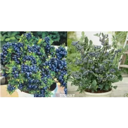 Šilauogė (siauralapė arktinė) - Vaccinium angustifolium TOPHAT