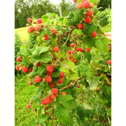 Paprastoji aviete - Rubus idaeus Preussen