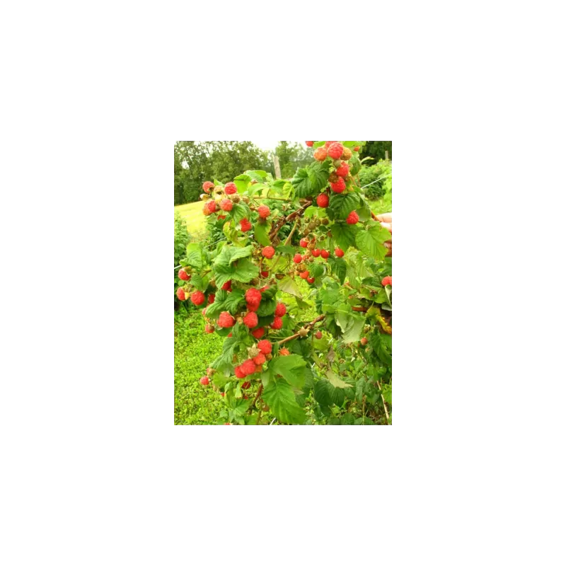 Paprastoji aviete - Rubus idaeus Preussen