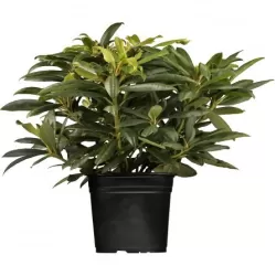 Rhododendron GOLDFINGER