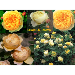 Rožė - Rosa CHARLES DARWIN ®