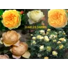 Rožė - Rosa CHARLES DARWIN ®