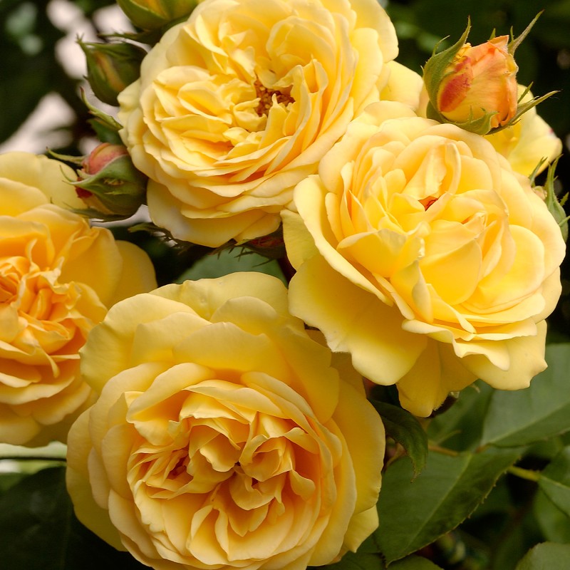 Rožė - Rosa CHARLES DARWIN ®