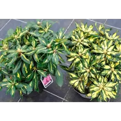 Rododendras - Rhododendron GOLDFLIMMER