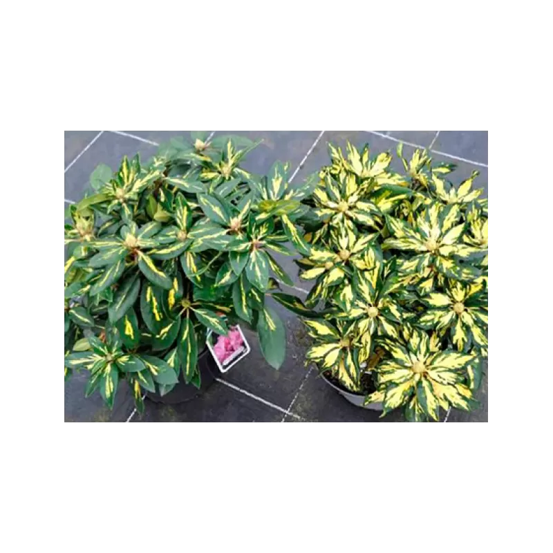 Rododendras - Rhododendron GOLDFLIMMER