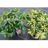 Rhododendron PONTICUM VARIEGATUM