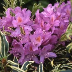 Rhododendron PONTICUM VARIEGATUM