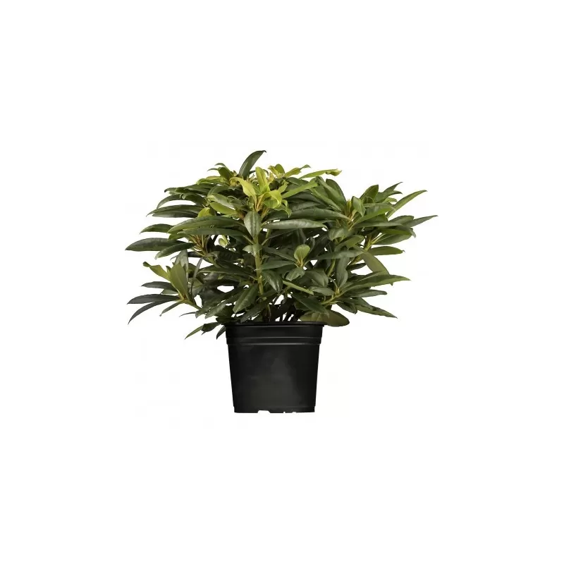 Rhododendron APPOLONIA