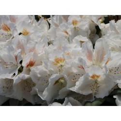 Rododendras - Rhododendron APPOLONIA