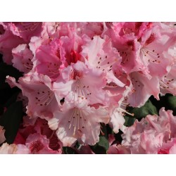 Rododendras - Rhododendron BALLKONIGIN