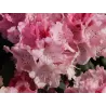 Rhododendron BALLKONIGIN