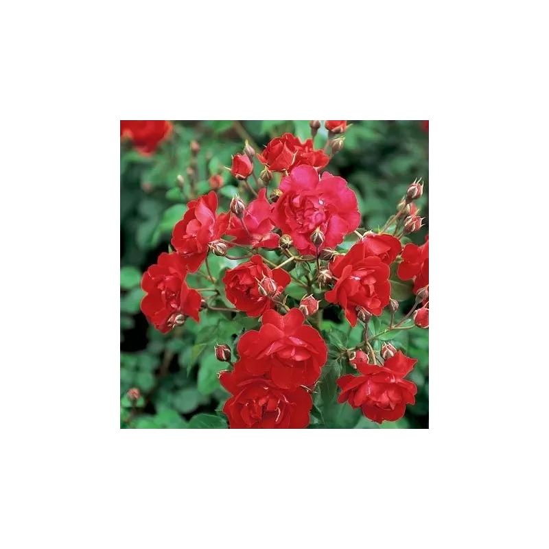 Rožė - Rosa CENTENAIRE DE LOURDES ROUGE