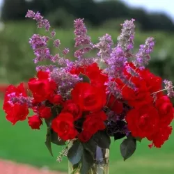 Rožė - Rosa CENTENAIRE DE LOURDES ROUGE