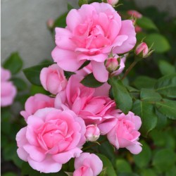 Rožė - Rosa CENTENAIRE DE LOURDES ROSE