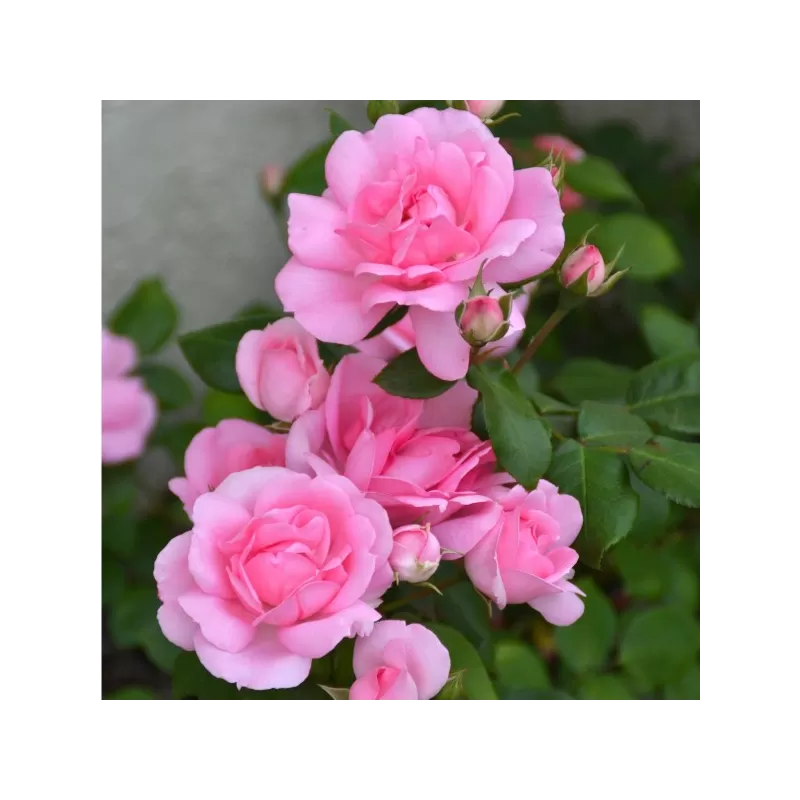 Rožė - Rosa CENTENAIRE DE LOURDES ROSE