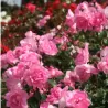 Rožė - Rosa CENTENAIRE DE LOURDES ROSE