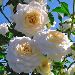 Rožė - Rosa CENTENAIRE DE LOURDES BLANC