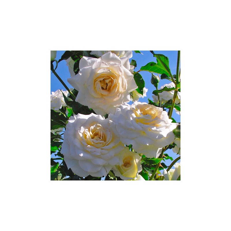 Rožė - Rosa CENTENAIRE DE LOURDES BLANC