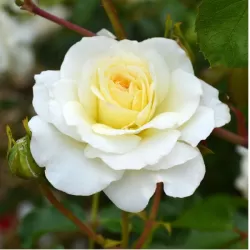 Rožė - Rosa CENTENAIRE DE LOURDES BLANC