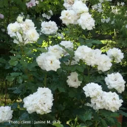 Rožių sodinukai internetu  -  Centenaire de Lourdes (Delge)