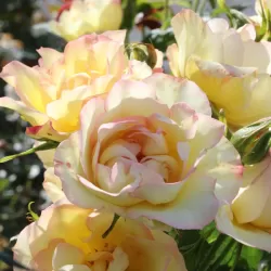 Rožių sodinukai internetu - Centenaire de Lourdes (Delge)