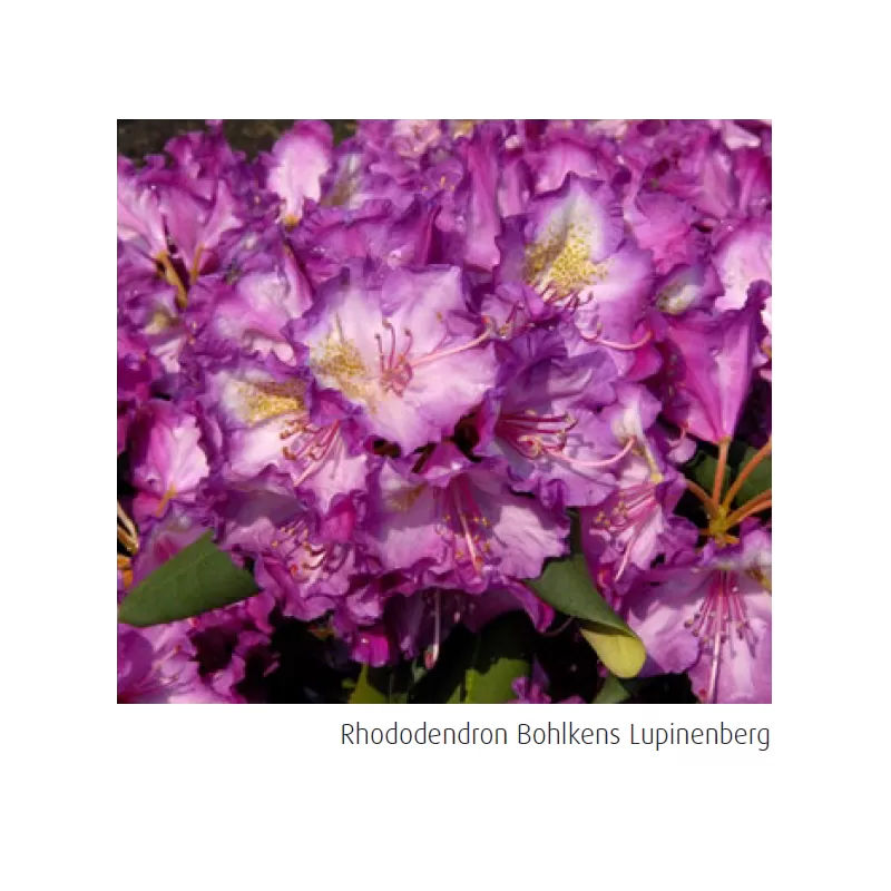 Rhododendron BOHLKENS LUPINENBERG