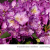 Rhododendron BOHLKENS LUPINENBERG