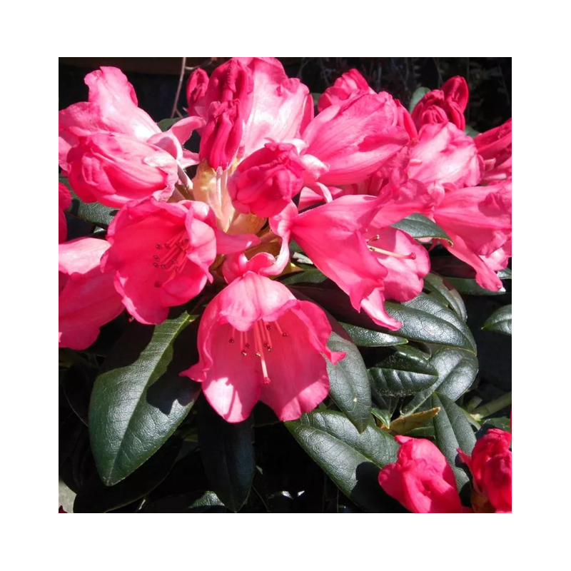 Rododendras - Rhododendron BAMBI