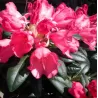 Rhododendron Bambi