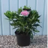 Rododendras - Rhododendron GOLDFINGER