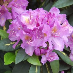 Rhododendron GOLDFINGER