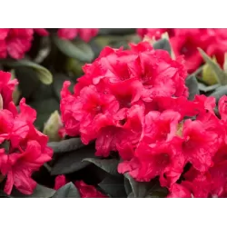 Rhododendron DOPEY